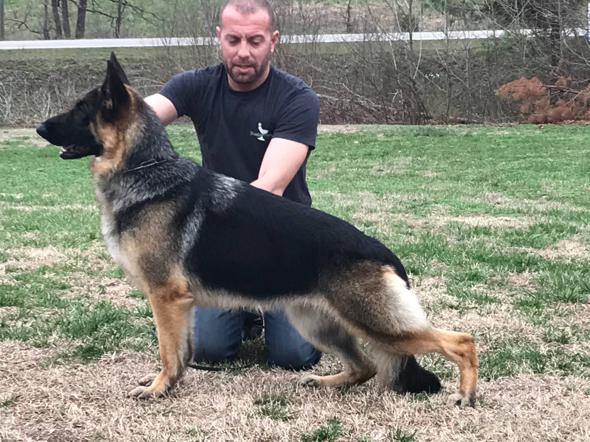 Handler stacking a German Shepderd