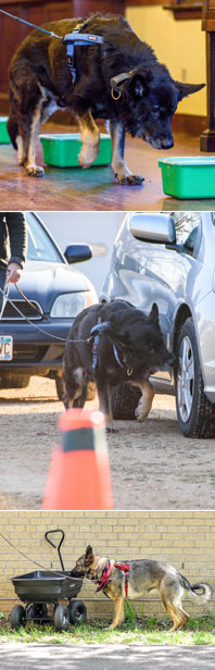 German Shepherd doing scent work