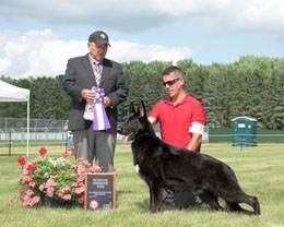 Reserve Winners Dog