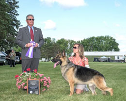 Reserve Winners Dog