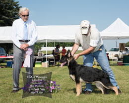 Veteran Dog