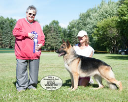 Reserve Winners Dog